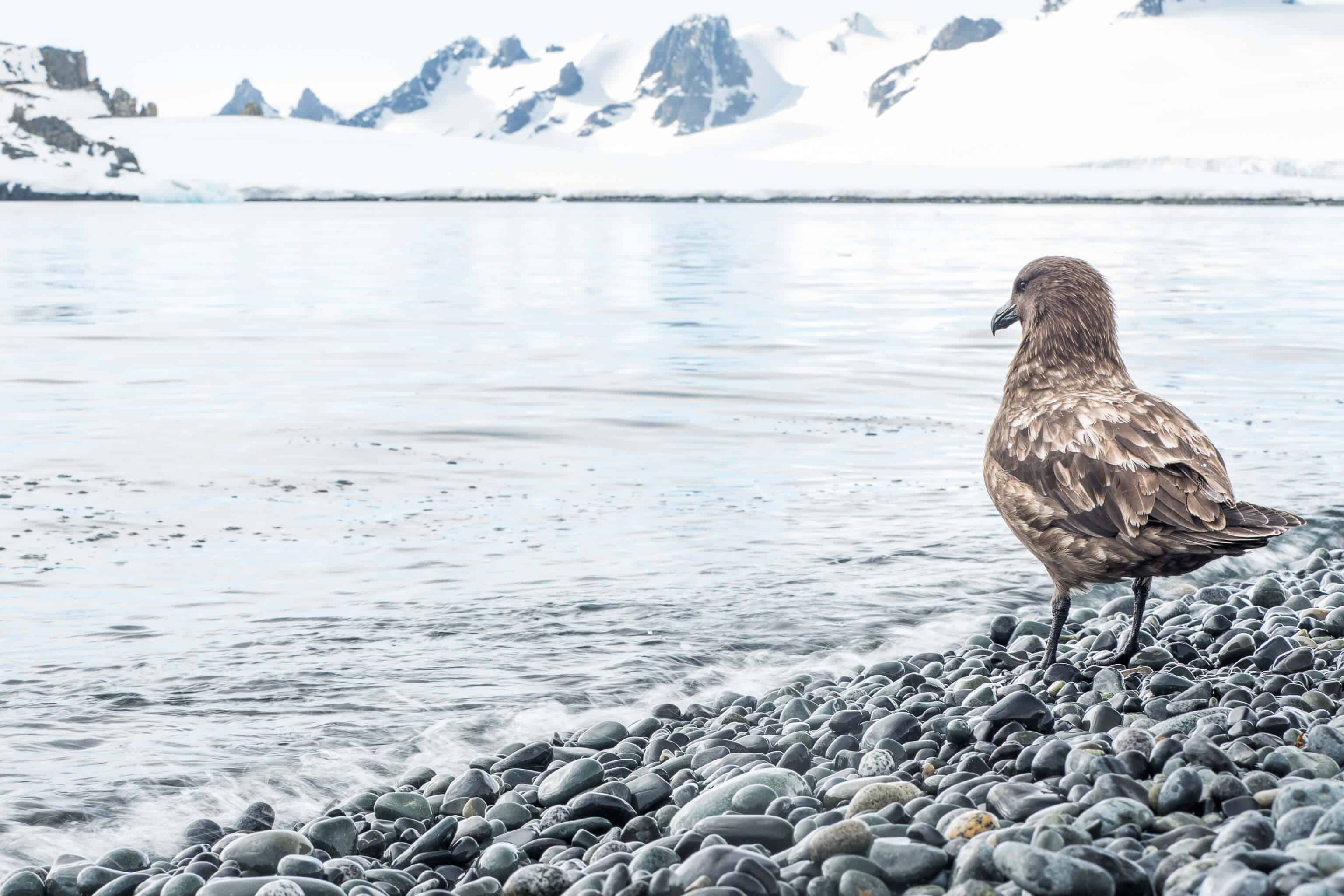 croisière, Antarctique, pingouin, manchot,