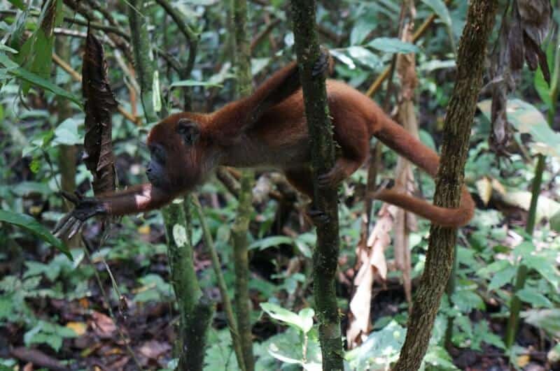 Bruno, singe écureuil recueilli au refuge dans la jungle (Amazonie, Pérou).