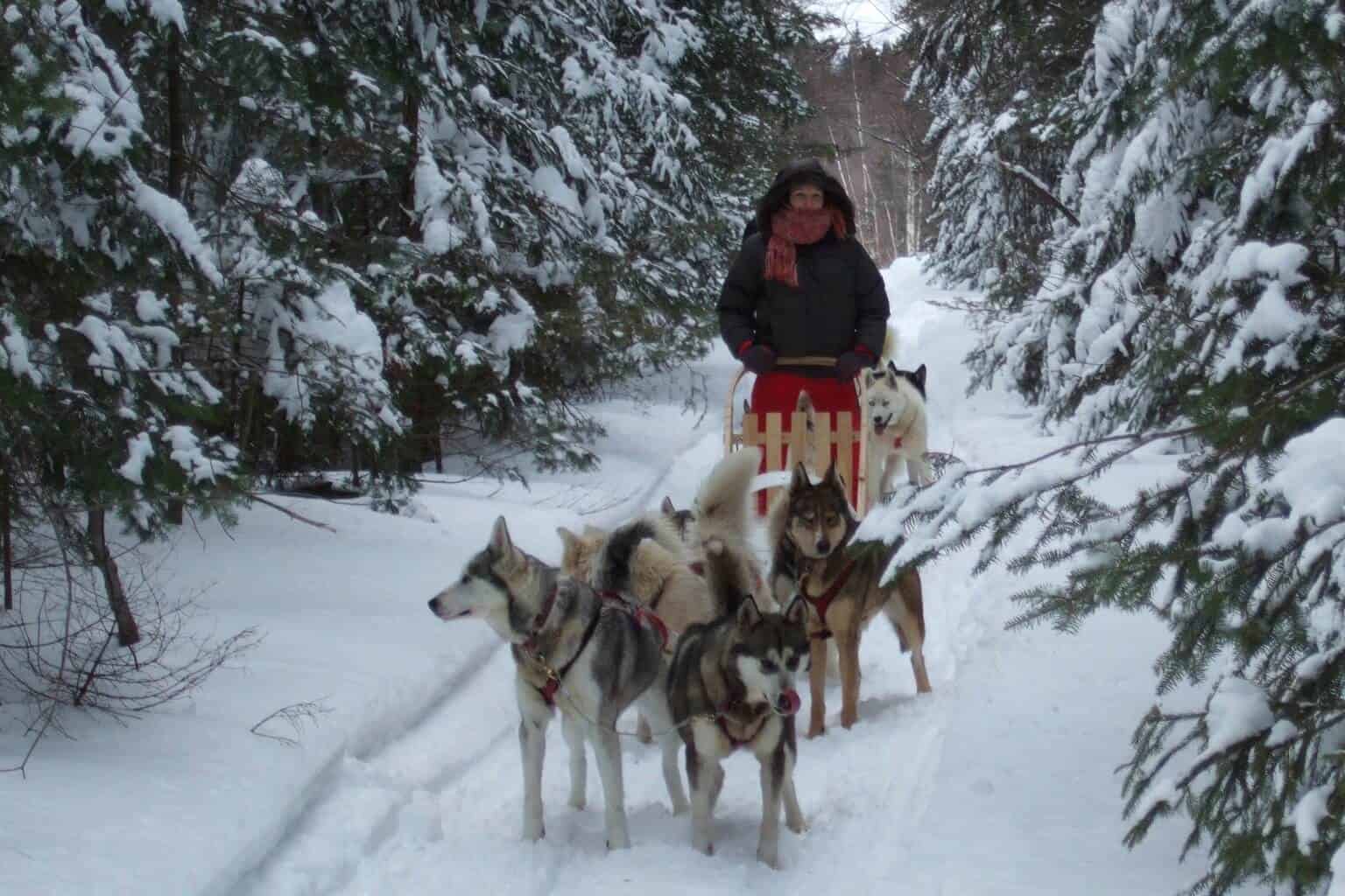Chiens de traîneaux, québec, Canada, neige